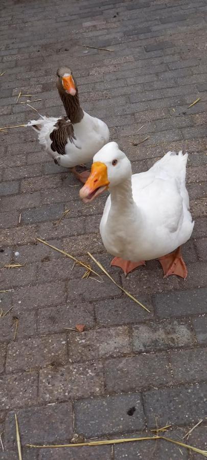 Vila 'T Uiltje Ermelo Exteriér fotografie
